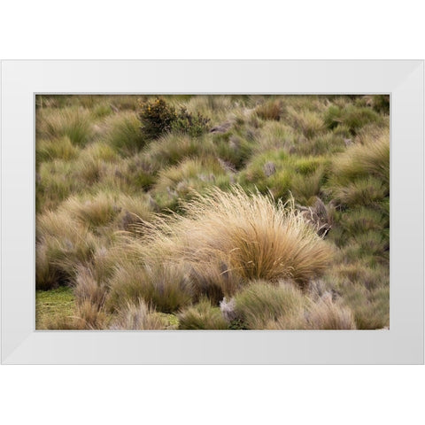 Paramo grass-Antisana Ecological Reserve-Ecuador White Modern Wood Framed Art Print by Jones, Adam