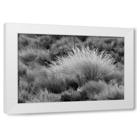 Paramo grass-Antisana Ecological Reserve-Ecuador White Modern Wood Framed Art Print by Jones, Adam