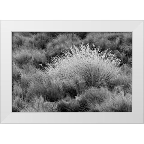 Paramo grass-Antisana Ecological Reserve-Ecuador White Modern Wood Framed Art Print by Jones, Adam