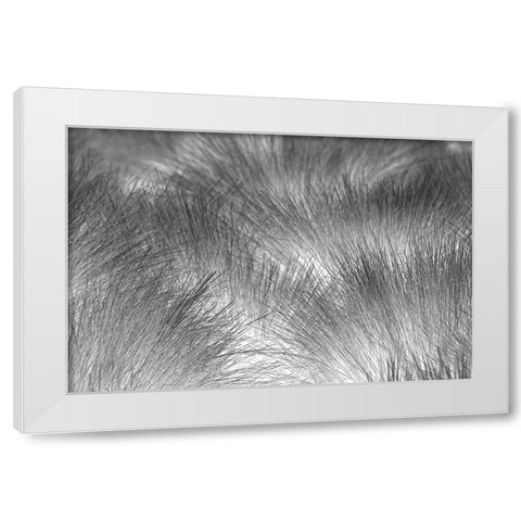 Paramo grass-Antisana Ecological Reserve-Ecuador White Modern Wood Framed Art Print by Jones, Adam