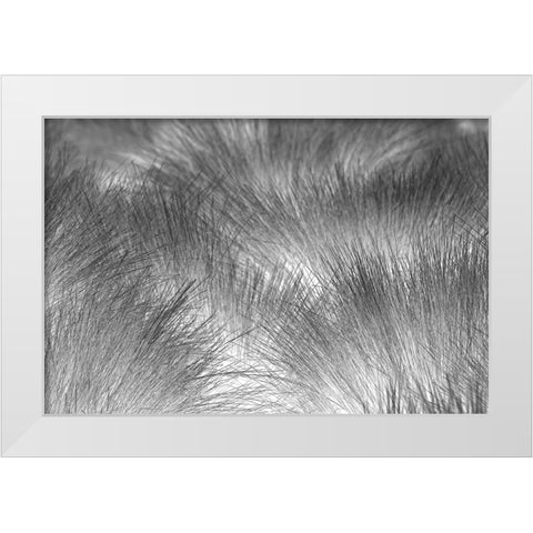 Paramo grass-Antisana Ecological Reserve-Ecuador White Modern Wood Framed Art Print by Jones, Adam