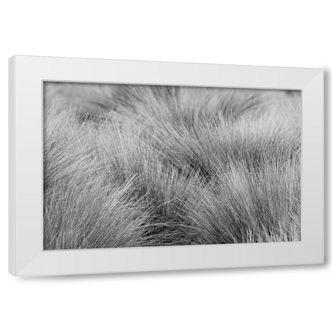 Paramo grass-Antisana Ecological Reserve-Ecuador White Modern Wood Framed Art Print by Jones, Adam