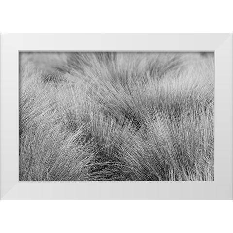 Paramo grass-Antisana Ecological Reserve-Ecuador White Modern Wood Framed Art Print by Jones, Adam