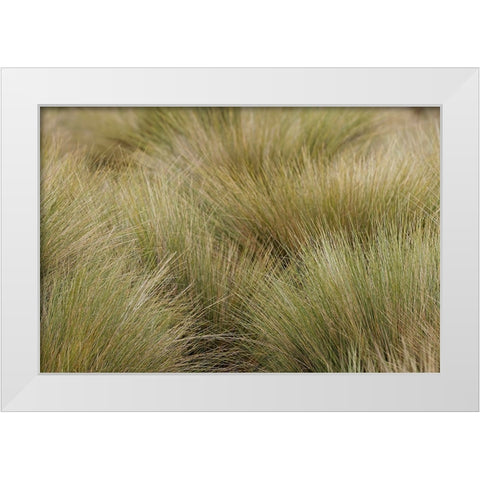 Paramo grass-Antisana Ecological Reserve-Ecuador White Modern Wood Framed Art Print by Jones, Adam