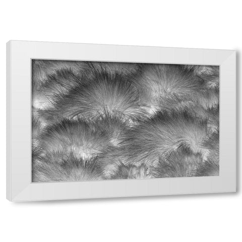 Paramo grass-Antisana Ecological Reserve-Ecuador White Modern Wood Framed Art Print by Jones, Adam