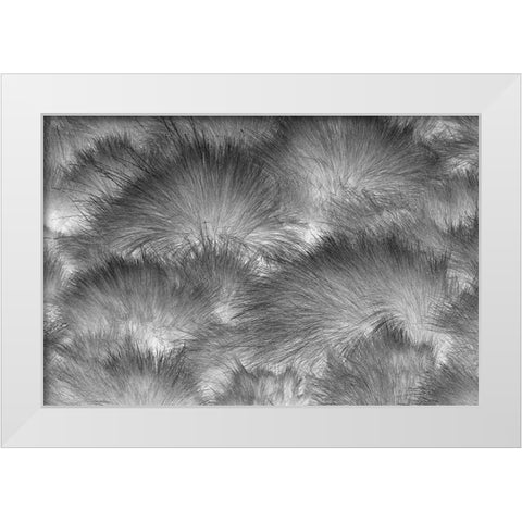Paramo grass-Antisana Ecological Reserve-Ecuador White Modern Wood Framed Art Print by Jones, Adam