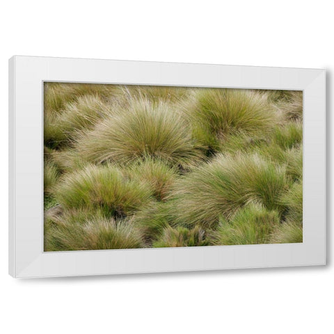 Paramo grass-Antisana Ecological Reserve-Ecuador White Modern Wood Framed Art Print by Jones, Adam