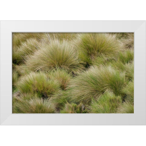 Paramo grass-Antisana Ecological Reserve-Ecuador White Modern Wood Framed Art Print by Jones, Adam