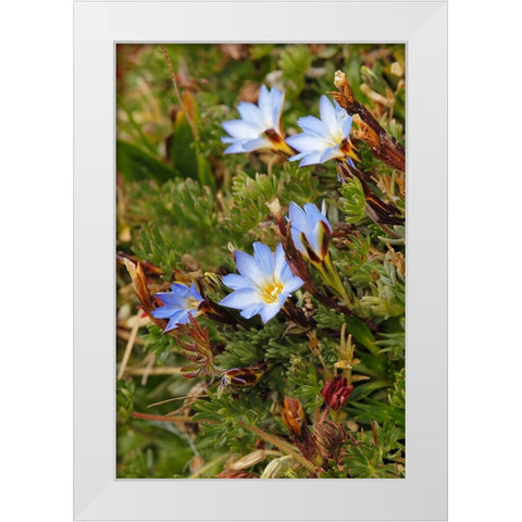 Ground cover-Antisana Ecological Reserve-Ecuador White Modern Wood Framed Art Print by Jones, Adam