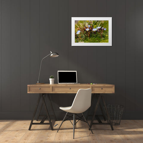 Ground cover-Antisana Ecological Reserve-Ecuador White Modern Wood Framed Art Print by Jones, Adam