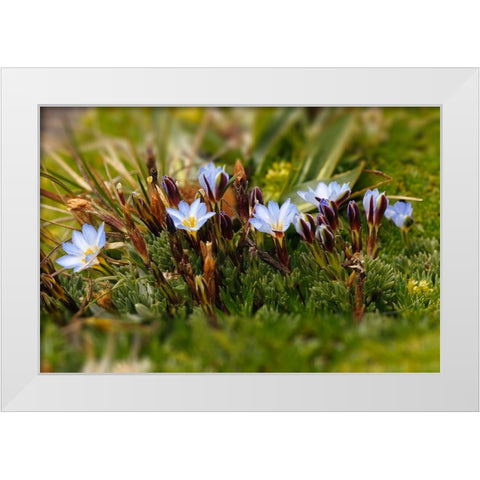 Ground cover-Antisana Ecological Reserve-Ecuador White Modern Wood Framed Art Print by Jones, Adam