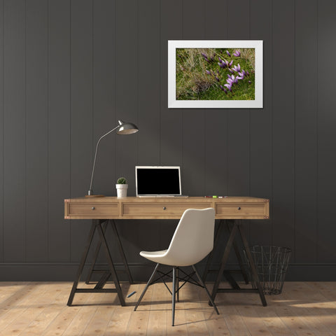 Gentian flowers-Antisana National Park-Ecuador White Modern Wood Framed Art Print by Jones, Adam