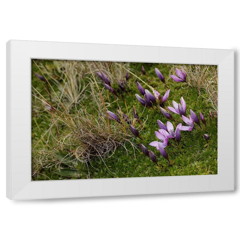 Gentian flowers-Antisana National Park-Ecuador White Modern Wood Framed Art Print by Jones, Adam