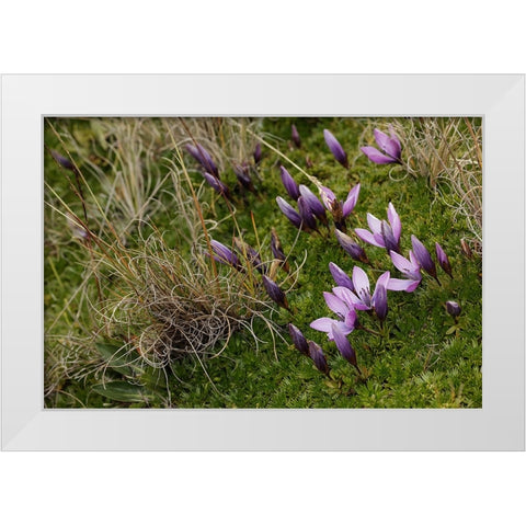 Gentian flowers-Antisana National Park-Ecuador White Modern Wood Framed Art Print by Jones, Adam