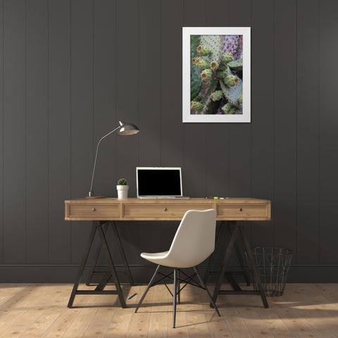 Opuntia prickly pear cactus-South Plaza Island-Galapagos Islands-Ecuador White Modern Wood Framed Art Print by Jones, Adam