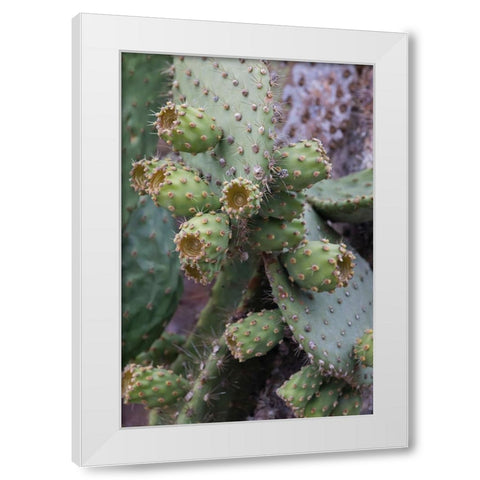 Opuntia prickly pear cactus-South Plaza Island-Galapagos Islands-Ecuador White Modern Wood Framed Art Print by Jones, Adam