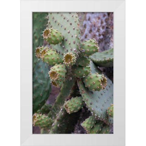 Opuntia prickly pear cactus-South Plaza Island-Galapagos Islands-Ecuador White Modern Wood Framed Art Print by Jones, Adam