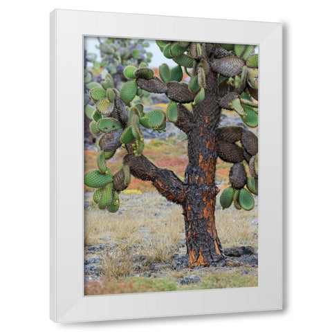 Carpet weed along with Opuntia prickly pear cactus-South Plaza Island-Galapagos Islands-Ecuador White Modern Wood Framed Art Print by Jones, Adam