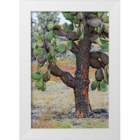 Carpet weed along with Opuntia prickly pear cactus-South Plaza Island-Galapagos Islands-Ecuador White Modern Wood Framed Art Print by Jones, Adam