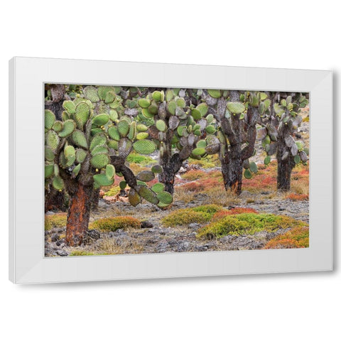 Carpet weed along with Opuntia prickly pear cactus-South Plaza Island-Galapagos Islands-Ecuador White Modern Wood Framed Art Print by Jones, Adam