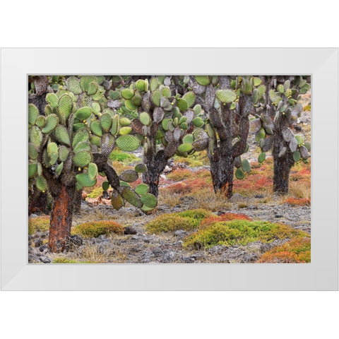 Carpet weed along with Opuntia prickly pear cactus-South Plaza Island-Galapagos Islands-Ecuador White Modern Wood Framed Art Print by Jones, Adam