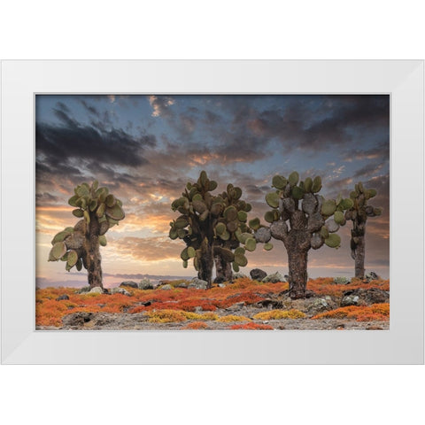 Carpet weed along with Opuntia prickly pear cactus at sunset-South Plaza Island-Galapagos Islands White Modern Wood Framed Art Print by Jones, Adam