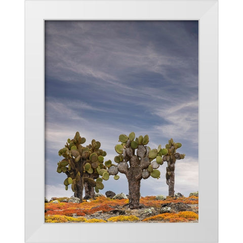Carpet weed along with Opuntia prickly pear cactus-South Plaza Island-Galapagos Islands-Ecuador White Modern Wood Framed Art Print by Jones, Adam
