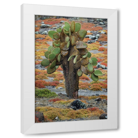 Carpet weed along with Opuntia prickly pear cactus-South Plaza Island-Galapagos Islands-Ecuador White Modern Wood Framed Art Print by Jones, Adam