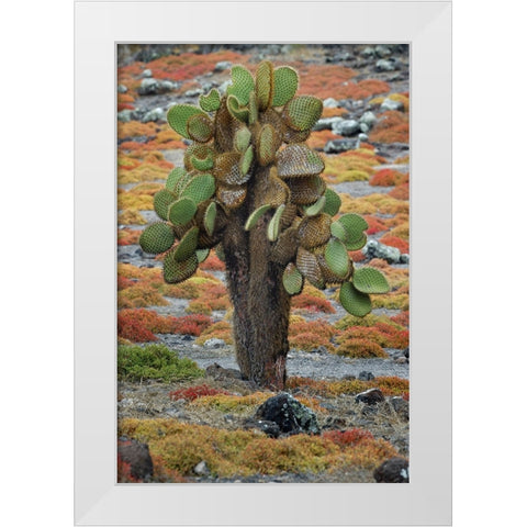 Carpet weed along with Opuntia prickly pear cactus-South Plaza Island-Galapagos Islands-Ecuador White Modern Wood Framed Art Print by Jones, Adam