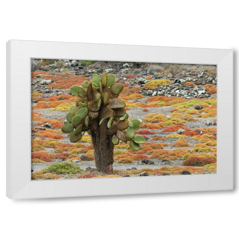 Carpet weed along with Opuntia prickly pear cactus-South Plaza Island-Galapagos Islands-Ecuador White Modern Wood Framed Art Print by Jones, Adam