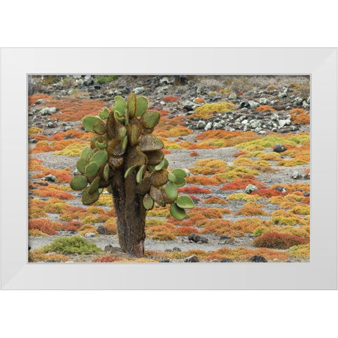 Carpet weed along with Opuntia prickly pear cactus-South Plaza Island-Galapagos Islands-Ecuador White Modern Wood Framed Art Print by Jones, Adam