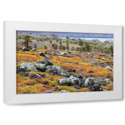 Carpet weed along with Opuntia prickly pear cactus-South Plaza Island-Galapagos Islands-Ecuador White Modern Wood Framed Art Print by Jones, Adam