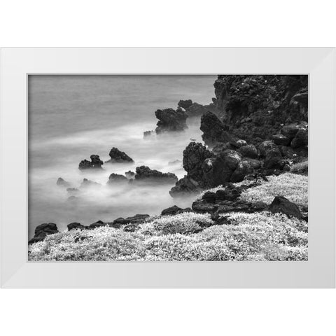 Rocky shoreline covered in Sesuvium-South Plaza Island-Galapagos Islands-Ecuador White Modern Wood Framed Art Print by Jones, Adam