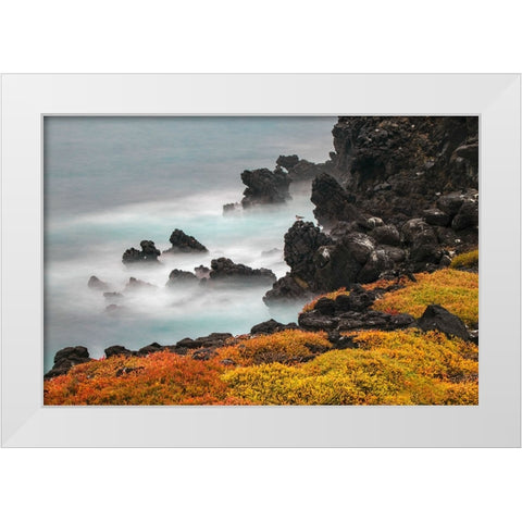 Rocky shoreline covered in Sesuvium-South Plaza Island-Galapagos Islands-Ecuador White Modern Wood Framed Art Print by Jones, Adam