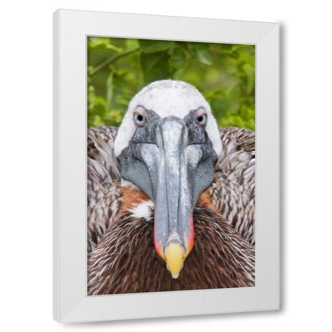 Ecuador, Galapagos Islands, Brown pelican on nest White Modern Wood Framed Art Print by Morris, Arthur