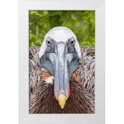 Ecuador, Galapagos Islands, Brown pelican on nest White Modern Wood Framed Art Print by Morris, Arthur