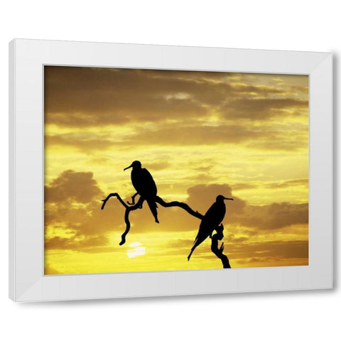 Ecuador, Galapagos Silhouette of frigate birds White Modern Wood Framed Art Print by Zuckerman, Jim