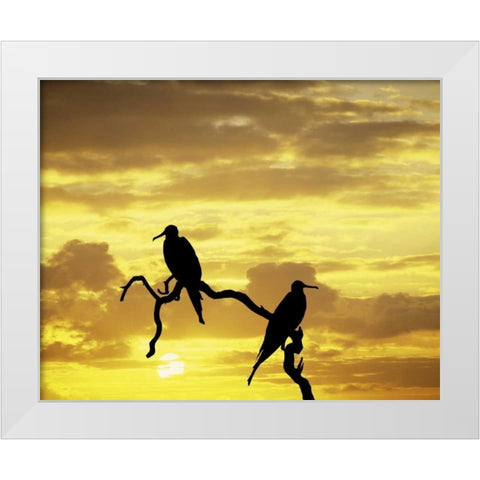 Ecuador, Galapagos Silhouette of frigate birds White Modern Wood Framed Art Print by Zuckerman, Jim