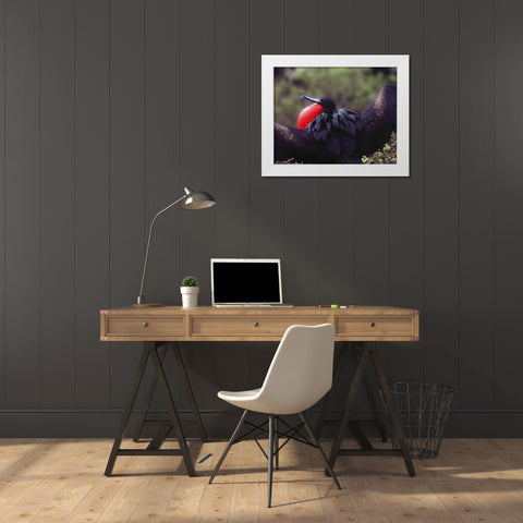 Ecuador, Galapagos Spread-eagled frigatebird White Modern Wood Framed Art Print by Zuckerman, Jim
