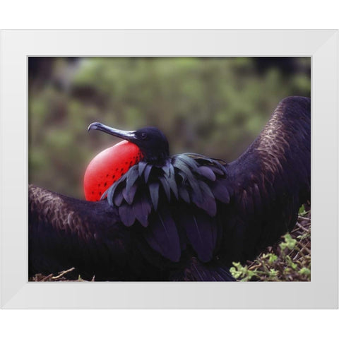 Ecuador, Galapagos Spread-eagled frigatebird White Modern Wood Framed Art Print by Zuckerman, Jim