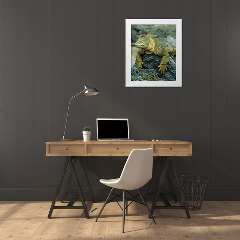 Ecuador, Galapagos Islands Detail of land iguana White Modern Wood Framed Art Print by Zuckerman, Jim