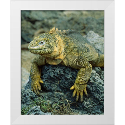 Ecuador, Galapagos Islands Detail of land iguana White Modern Wood Framed Art Print by Zuckerman, Jim