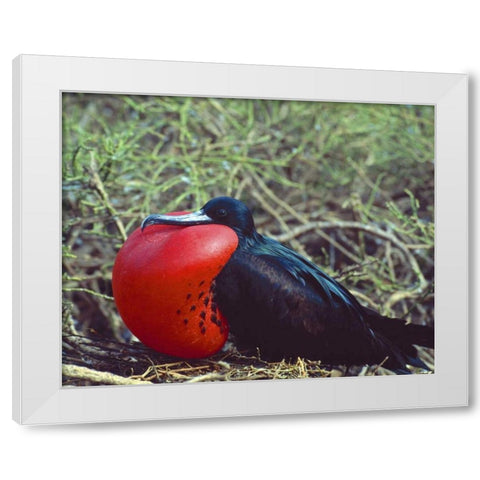Ecuador, Galapagos Frigatebird with red pouch White Modern Wood Framed Art Print by Zuckerman, Jim