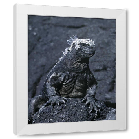 Ecuador, Galapagos Islands Marine iguana White Modern Wood Framed Art Print by Zuckerman, Jim