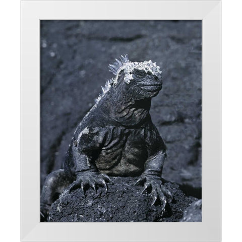 Ecuador, Galapagos Islands Marine iguana White Modern Wood Framed Art Print by Zuckerman, Jim