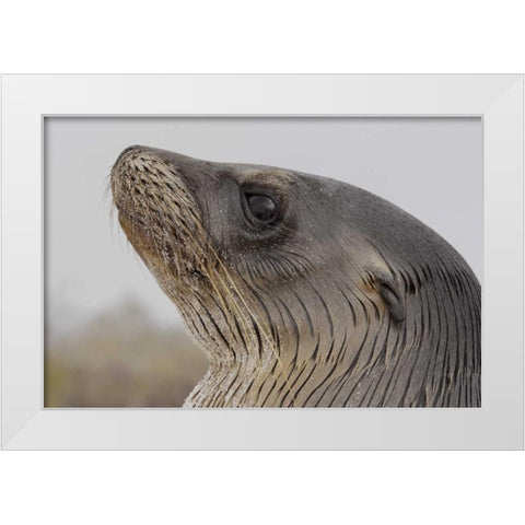 Ecuador, Galapagos, Espanola Island Sea-lion White Modern Wood Framed Art Print by Morris, Arthur