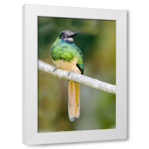 Ecuador, Napo Reserve Rufous-tailed jacamar White Modern Wood Framed Art Print by Williams, Joanne