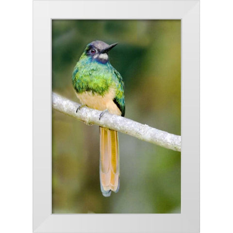 Ecuador, Napo Reserve Rufous-tailed jacamar White Modern Wood Framed Art Print by Williams, Joanne
