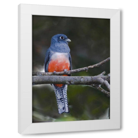 Ecuador Blue-crowned trogon on branch White Modern Wood Framed Art Print by Williams, Joanne