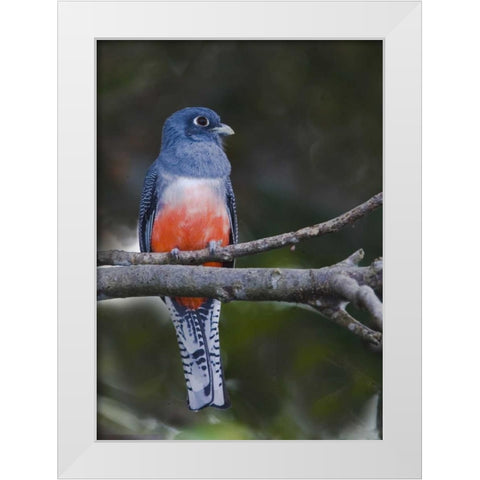 Ecuador Blue-crowned trogon on branch White Modern Wood Framed Art Print by Williams, Joanne